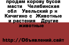 продам корову бусой масти - Челябинская обл., Увельский р-н, Кичигино с. Животные и растения » Другие животные   